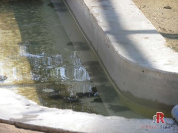 Group of little turtles at The Crocodile Centre at Deori, Morena 