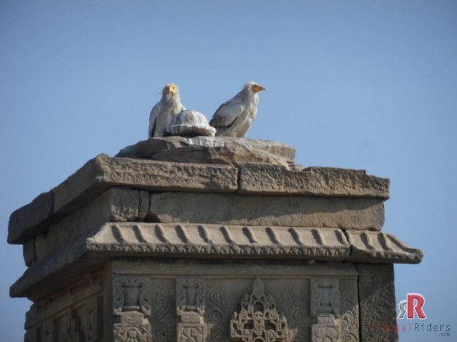 Two Hawks at Mitawali