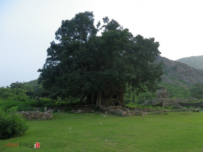 sariska-2014-54