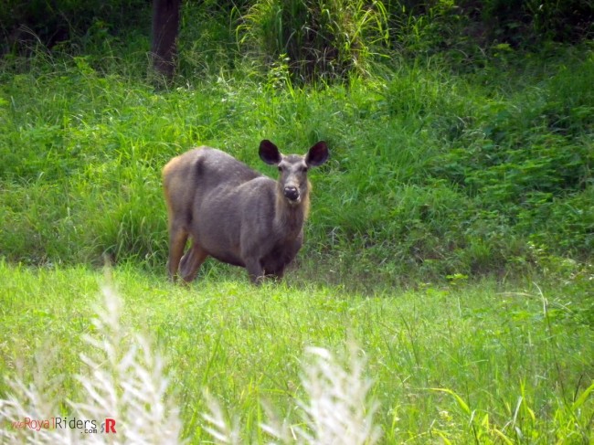 Neel Gaaye or Wild Cow at Sariska park