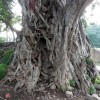 Very old and big Banyan tree.