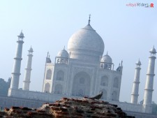 Tajmahal and the bird